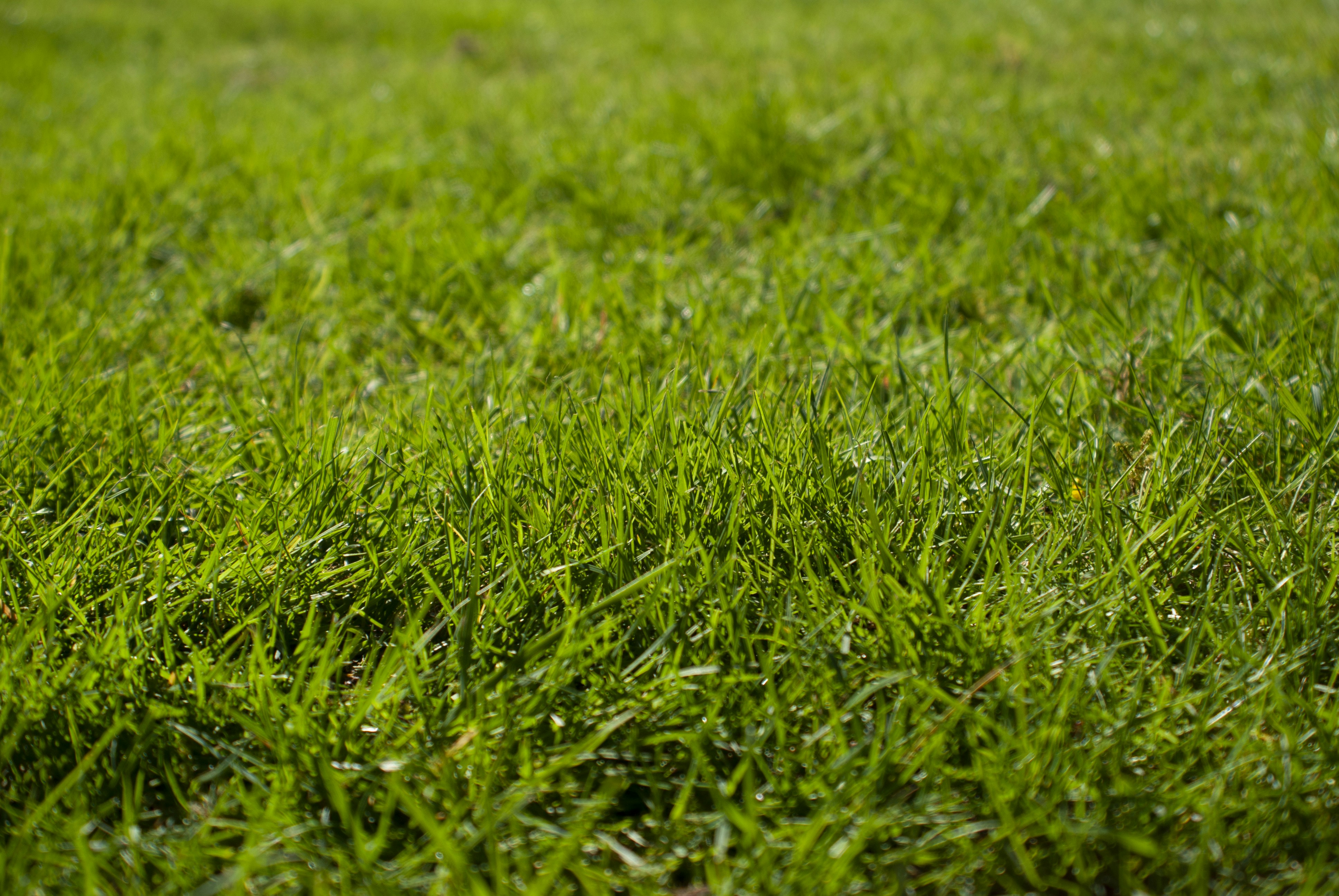 잔디마당